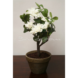 MACETA GARDENIAS BLANCAS