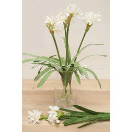 BROTE NARCISOS BLANCOS