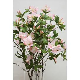 BROTE AZALEAS ROSADAS