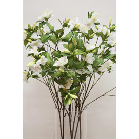 BROTE AZALEAS BLANCAS