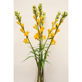 RAMA TUBEROSE C/AMARILLA