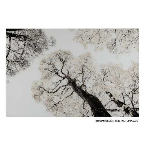 CUADRO IMPRESIÓN ARBOLEDA 120 X 4 X 80 CM