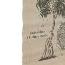 PERGAMINO PALMERAS DECORACIÓN 50 X 2 X 70 CM