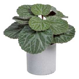 SAXIFRAGA VERDE "PVC" 20 X 21 X 18 CM