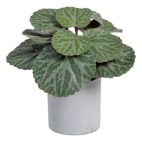 SAXIFRAGA VERDE "PVC" 20 X 21 X 18 CM
