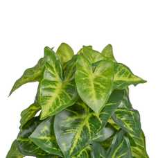 MACETA TARO VERDE "PVC" 15 X 15 X 25 CM MACETA TARO VERDE "PVC" 15 X 15 X 25 CM