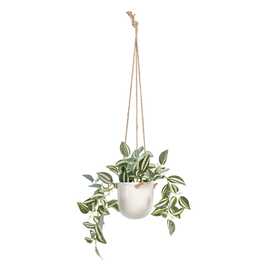 MACETA PEPEROMIA VERDE-BLANCO "PVC" 24 X 35 X 25 CM