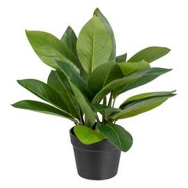 AGLAONEMA VERDE "PVC" 50 X 45 X 48 CM