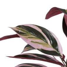 PLANTA AVE DEL PARAÍSO VERDE ARTIFICIAL 43 X 40 X 55 CM PLANTA AVE DEL PARAÍSO VERDE ARTIFICIAL 43 X 40 X 55 CM