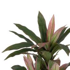 PLANTA DRACENA VERDE ARTIFICIAL 160 CM PLANTA DRACENA VERDE ARTIFICIAL 160 CM