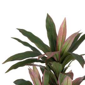 PLANTA DRACENA VERDE ARTIFICIAL 160 CM