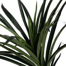 PLANTA DRACAENA VERDE GOMA 130 CM PLANTA DRACAENA VERDE GOMA 130 CM