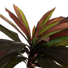 PLANTA DRACAENA ROJO GOMA DECORACIÓN 165 CM PLANTA DRACAENA ROJO GOMA DECORACIÓN 165 CM