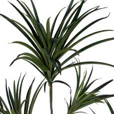 PLANTA DRACAENA VERDE GOMA 220 CM PLANTA DRACAENA VERDE GOMA 220 CM