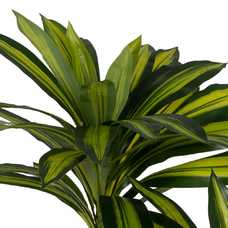 PLANTA DRACAENA VERDE GOMA DECORACIÓN 200 CM PLANTA DRACAENA VERDE GOMA DECORACIÓN 200 CM