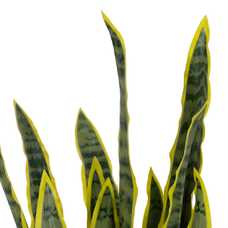 PLANTA DRACAENA VERDE-AMARILLO GOMA 80 CM PLANTA DRACAENA VERDE-AMARILLO GOMA 80 CM