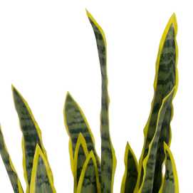 PLANTA DRACAENA VERDE-AMARILLO GOMA 80 CM