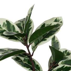 PLANTA MAGNOLIA VERDE-BLANCO GOMA 120 CM