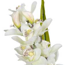 PLANTA ORQUÍDEA VERDE-BLANCO POLIETILENO 100 CM PLANTA ORQUÍDEA VERDE-BLANCO POLIETILENO 100 CM