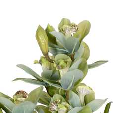 PLANTA ORQUÍDEA VERDE POLIETILENO JARDÍN 110 CM PLANTA ORQUÍDEA VERDE POLIETILENO JARDÍN 110 CM