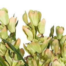 PLANTA VERDE-AMARILLO POLIETILENO JARDÍN 110 CM PLANTA VERDE-AMARILLO POLIETILENO JARDÍN 110 CM