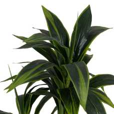 PLANTA DRACAENA VERDE PVC JARDÍN 180 CM PLANTA DRACAENA VERDE PVC JARDÍN 180 CM