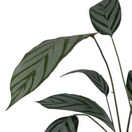 PLANTA VERDE PVC-TEJIDO JARDÍN 220 CM