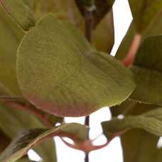 RAMA FICUS VERDE ARTIFICIAL DECORACIÓN 12 X 10 X 38 CM RAMA FICUS VERDE ARTIFICIAL DECORACIÓN 12 X 10 X 38 CM