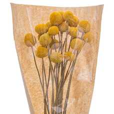 FLOR CABEZA MONJE AMARILLO 23 X 5 X 55 CM FLOR CABEZA MONJE AMARILLO 23 X 5 X 55 CM