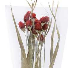 FLOR CABEZA MONJE ROJO 12 X 5 X 60 CM FLOR CABEZA MONJE ROJO 12 X 5 X 60 CM