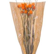 FLOR CABEZA MONJE NARANJA 12 X 5 X 60 CM FLOR CABEZA MONJE NARANJA 12 X 5 X 60 CM