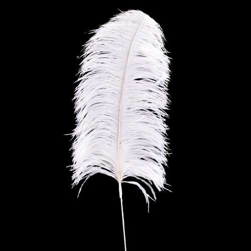 RAMA PLUMA AVESTRUZ BLANCO 70 CM