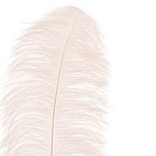 RAMA PLUMA AVESTRUZ CREMA 70 CM RAMA PLUMA AVESTRUZ CREMA 70 CM