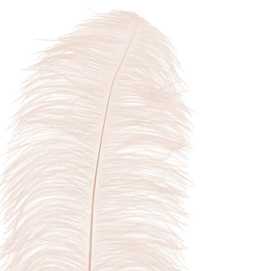 RAMA PLUMA AVESTRUZ CREMA 70 CM