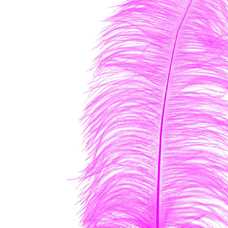 RAMA PLUMA AVESTRUZ FUCSIA 70 CM RAMA PLUMA AVESTRUZ FUCSIA 70 CM