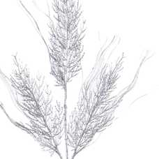 RAMA PLATA 74 CM RAMA PLATA 74 CM