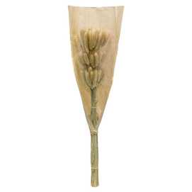 FLOR LANGURUS BEIGE 23 X 3 X 60 CM