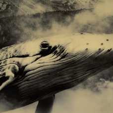 CUADRO BALLENA AMARILLO-NEGRO DM-PAPEL 80 X 2,50 X 80 CM CUADRO BALLENA AMARILLO-NEGRO DM-PAPEL 80 X 2,50 X 80 CM