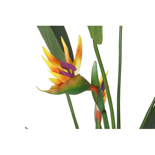 PLANTA PE PP 50X50X150 AVE DE PARAISO VERDE