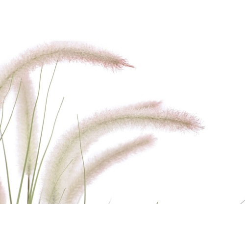 PLANTA PE PVC 60X60X120 COLA DE PERRO VERDE