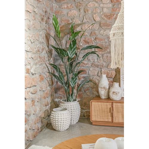 PLANTA PE CEMENTO 80X80X200 AVE DE PARAISO VERDE