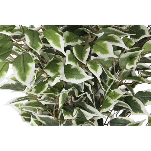 PLANTA PE CEMENTO 80X80X180 FICUS VERDE
