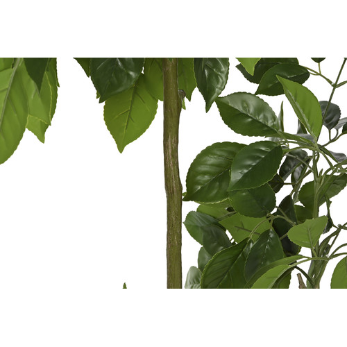 PLANTA PE CEMENTO 80X80X120 RADERMACHERA VERDE