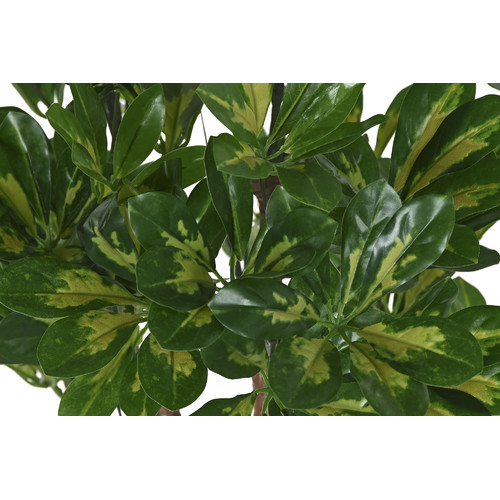 PLANTA PE 50X50X120 SCHEFFLERA VERDE