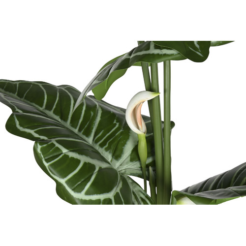 PLANTA PE 100X100X195 ANTHURIUM REGALE VERDE