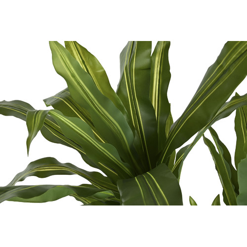PLANTA PE PP 70X70X160 DRACENA VERDE