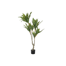 PLANTA PE PP 70X70X160 DRACENA VERDE