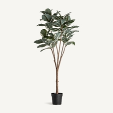 PLANTA ROBLE BLANCO PLANTA ROBLE BLANCO