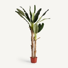 PLANTA BANANERO PLANTA BANANERO