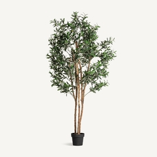 PLANTA OLIVO PLANTA OLIVO